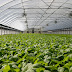 Create A Warm And Suitable Environment For Growth With Greenhouse Plastic