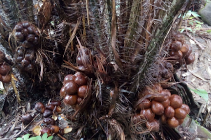 Paling Enak | Buah salak Manis Bersisik 