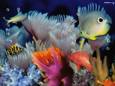 Beautiful Fishes Wallpaper