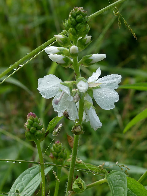 07: stalk of white faces