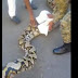 Personal del zoológico y Ejército incautan serpiente pitón en Mao 