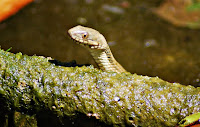  Culebra viperina o culebra de agua (Natrix maura)