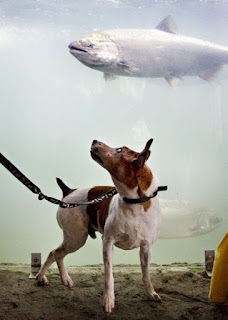 Peixe saindo do aquário e cachorro surpreso