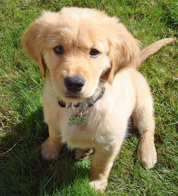 Golden Retriever Puppy Picture