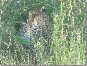 Life in the wilderness 035