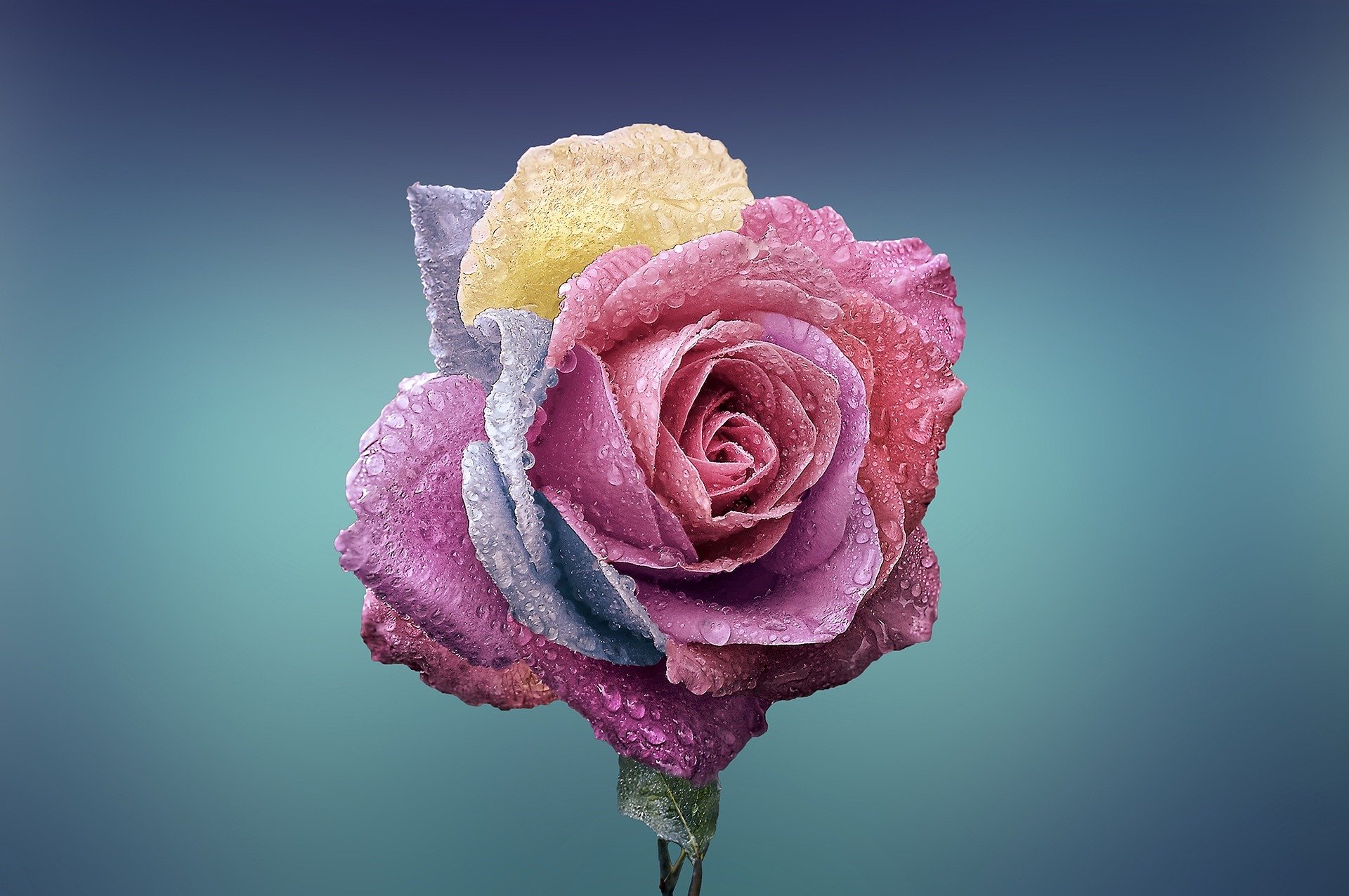 Rose Copy right free image download