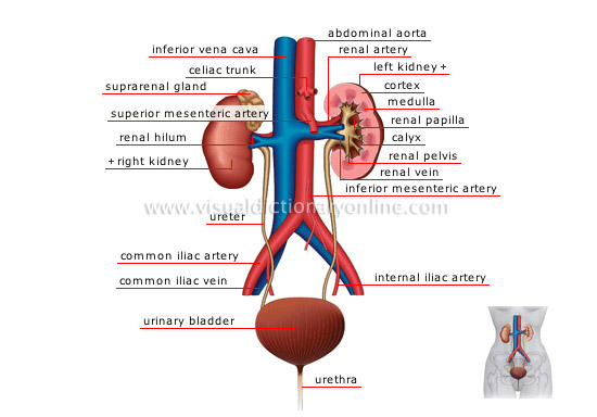 泌尿器システムのイメージ画像