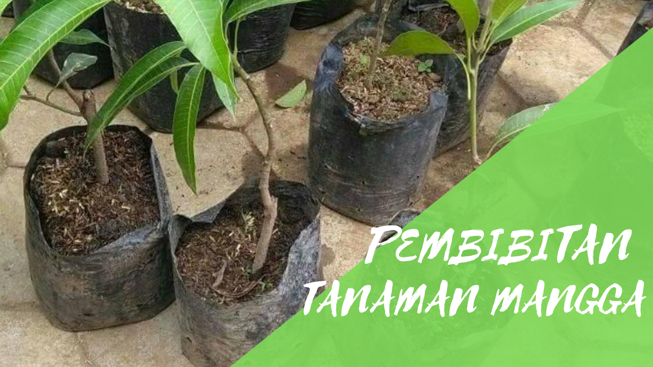 Pembibitan Tanaman Mangga