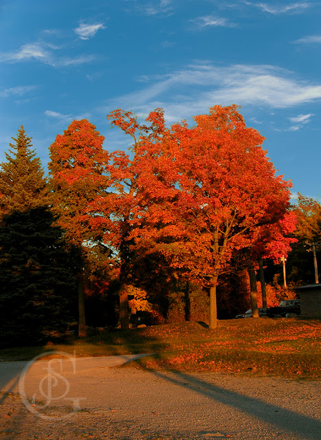 Bass Lake Provincial Park in October - the bright colours of autumn leaves on an oak tree near the beach