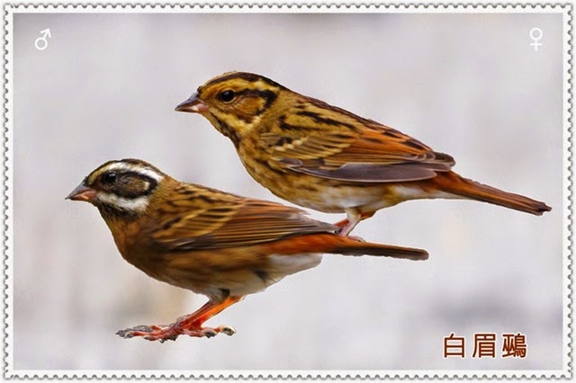 zz2bird02014