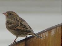 Bird Fence