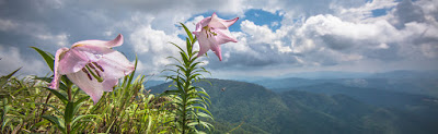 Shirui Lily Festival gets under way in Manipur