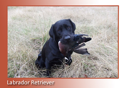 Labrador Retriever 