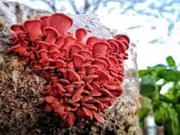 Mushroom Spawn Supplier In Shrirampur