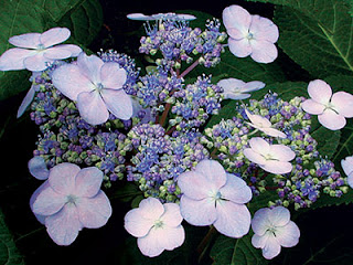 Bigleaf hydrangea. Photo: courtesy of hydrangeasplus.com