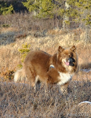 Bøgaset 031