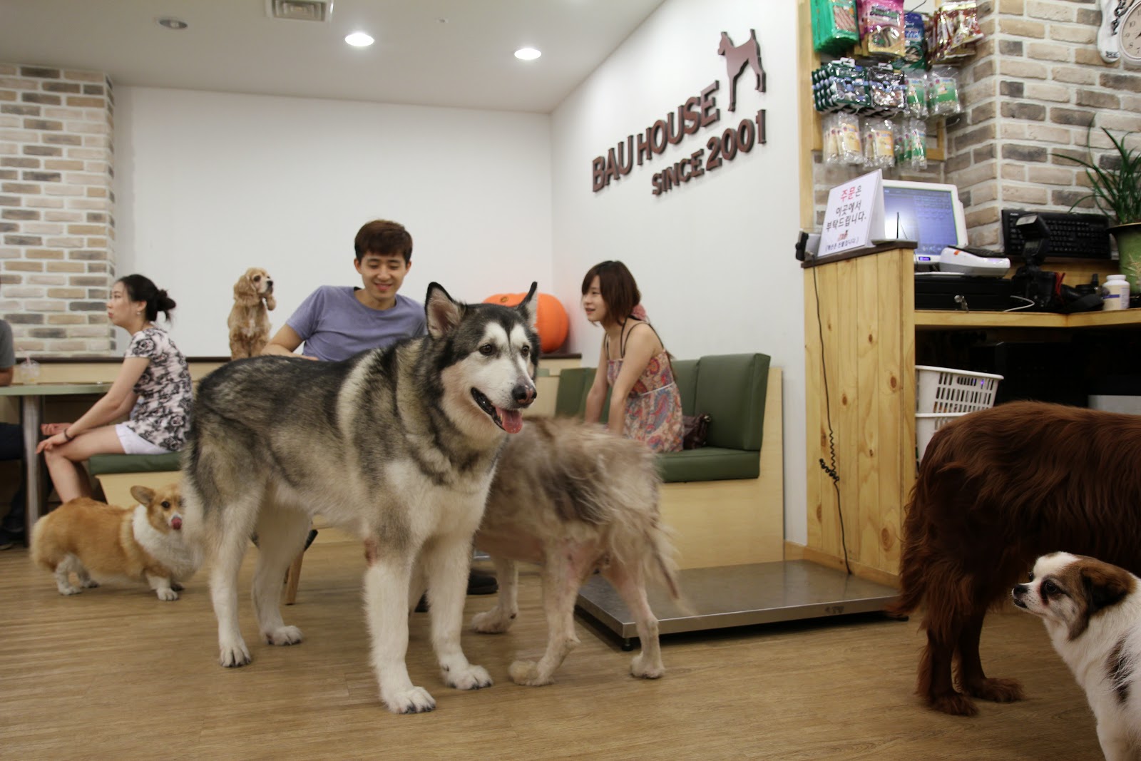 Andrew goes to Korea  Bau House Dog  Cafe  Seoul Weekend pt 6 