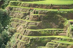 Banaue Rice Terraces