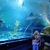 Jalan-Jalan Pas Puasa : Keanan First Experiance to Aquaria