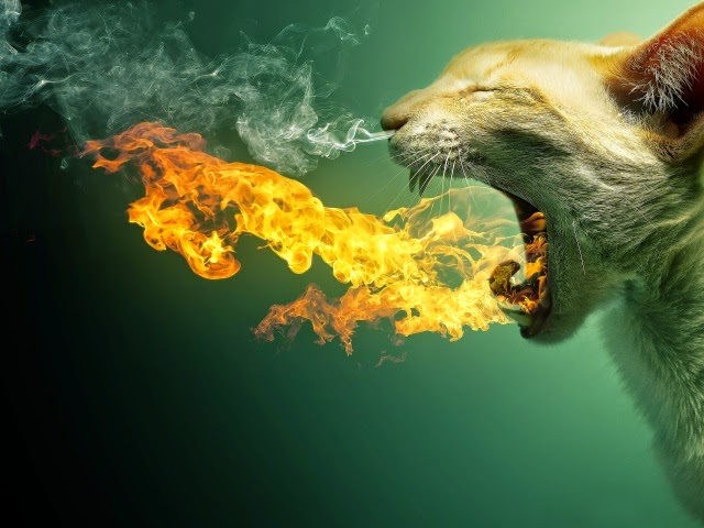 Chat en colère crache du feu, de la fumée lui sort des naseaux