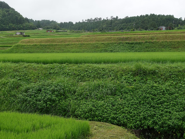 鳥取県道299号赤松淀江線　鳥取県西伯郡大山町赤松　赤松集落　水田