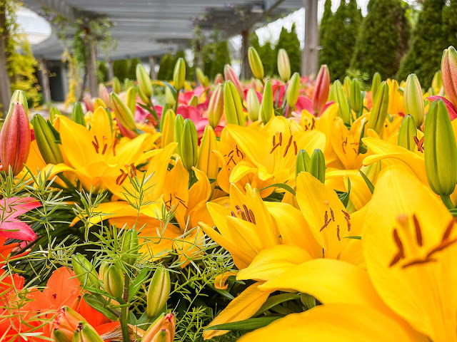 NC Arboretum - Bloom with a View