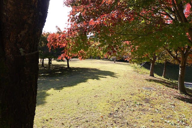 鳥取県西伯郡南部町鶴田 とっとり花回廊 桜の広場