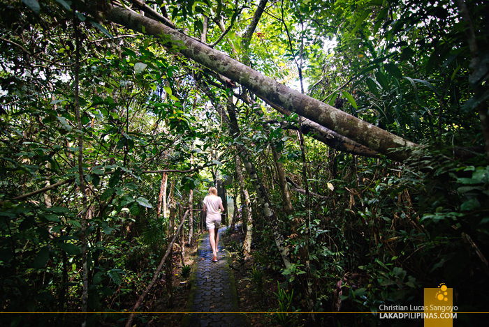 The Trail to the Sanctuary at the Philippine Tarsier & Wildlife Sanctuary in Bohol