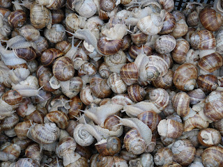 many snails.