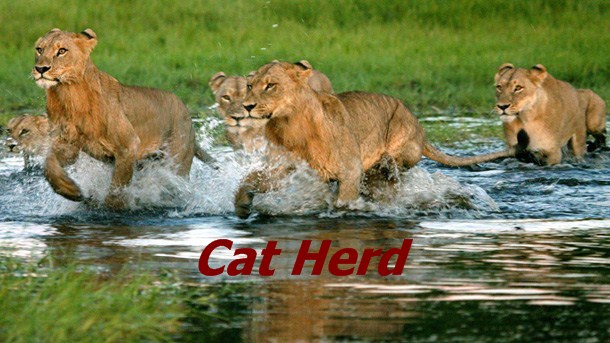 Cat Herd