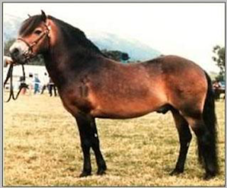 Pony Exmoor