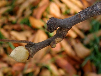 magnolia tree buds. this tree#39;s lower branches