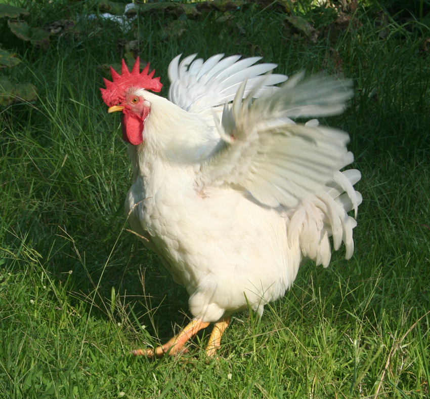Rooster Leghorn Chickens