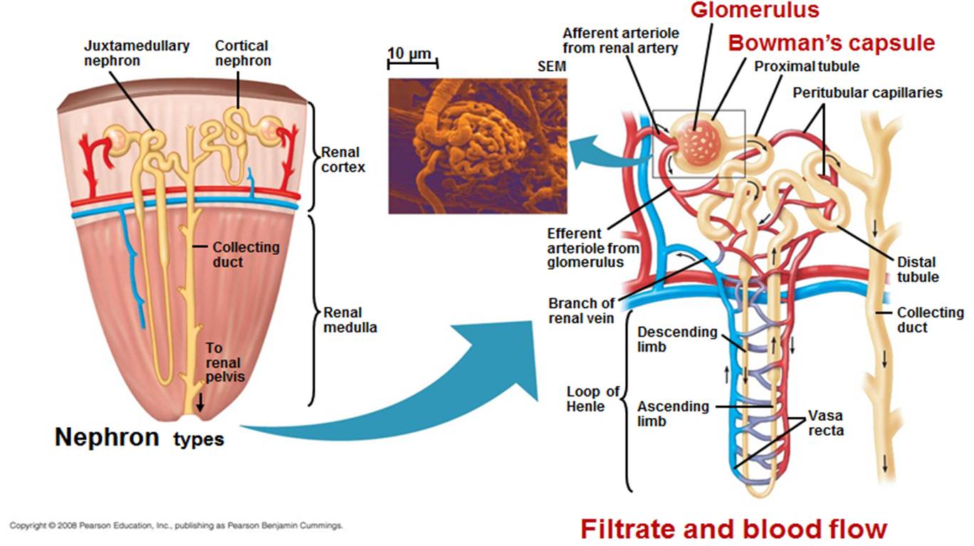 BIO FUN LEARNING SISTEM EKSKRESI PADA MANUSIA GINJAL 