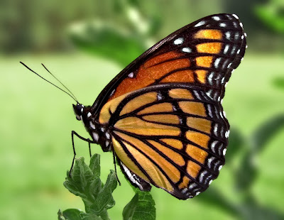 beautiful butterfly