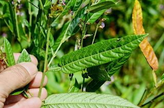 Manfaat Tanaman Obat Daun Duduk dalam Pengobatan Penyakit Wasir