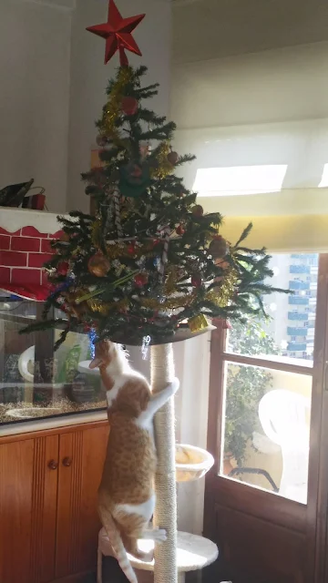 Naughty-Cats-Climbing-the-Christmas-Tree