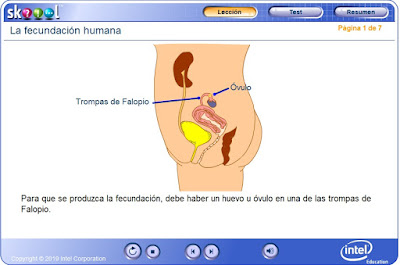 http://ww2.educarchile.cl/UserFiles/P0024/File/skoool/biologia/fertilizacion%20humana/index.html