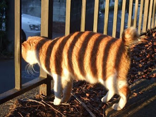 funny animal photos ginger cat in shadows looks like has stripes looks like tiger