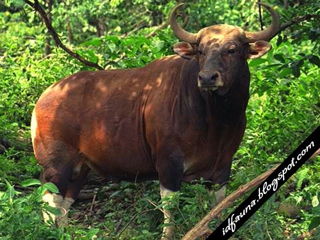 Banteng Jawa Binatang  Khas Pulau Jawa ID Fauna