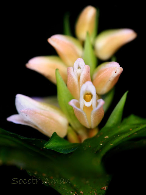 Goodyera foliosa