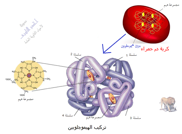 الجهاز المناعى - تركيب - الأعضاء الليمفاوية المحيطية - الطحال - مقبرة الدم - الهيموجلوبين - الحديد