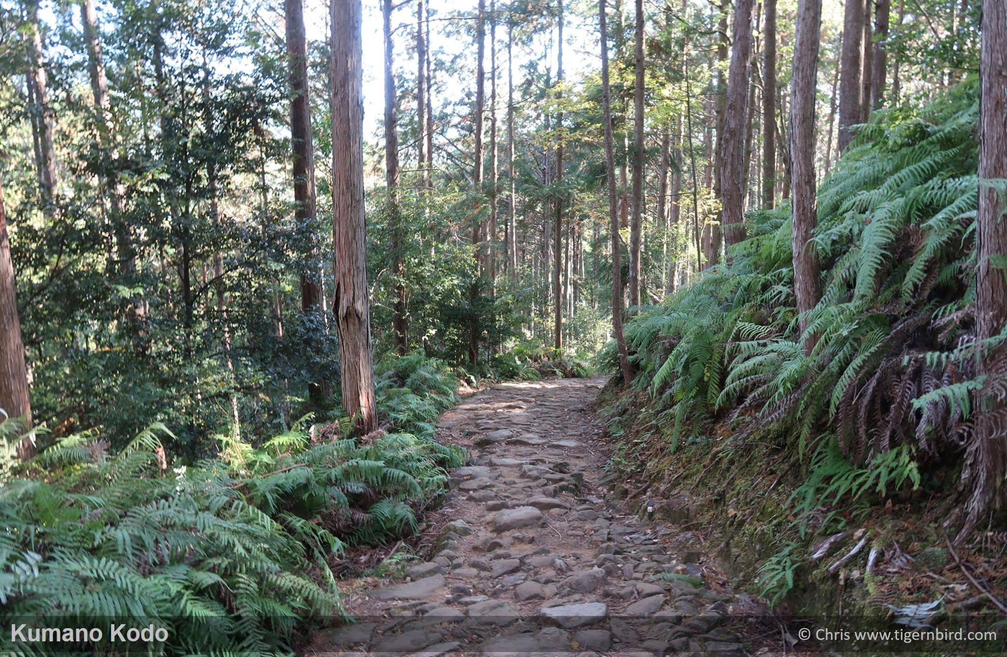 Rock path between green ferns on Kumano Kodo trail in Japan