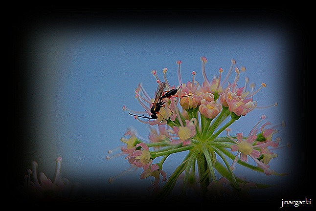 DSC_04250001_03