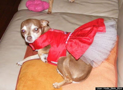 Crazy Halloween Costume for Dog Seen On www.coolpicturegallery.us