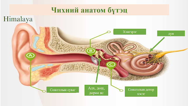 БУЛАГ яагаад ГООЖДОГ вэ? ЭМЧИЛГЭЭ ?