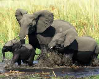 94% Three Elephants in Mud Answers English, Portugues, Deutsch, Espanol Espana, French/Francais, Espanol Mexico, Italiano, Russian