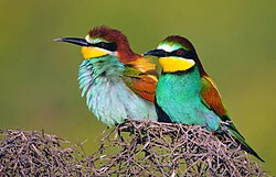 Abiholo, Biholo (montp.), (esp. abejaruco), s. m. Guêpier, oiseau qui mange les abeilles, v. sereno. R. abiho. (chap. abellerol. Merops apiaster)