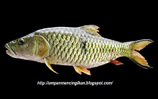  Sementara masyarakat di Jawa Tengah dan Jawa Timur menamakan ikan ini dengan sebutan ikan Harus tau Umpan Jitu Mancing Ikan Palung - Hampala - Hampal