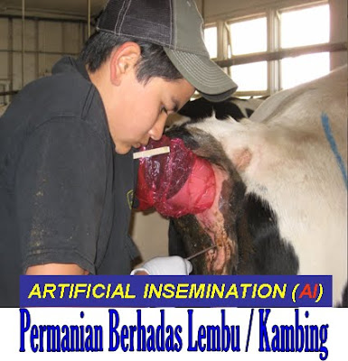 Bukan doktor veterinar: Permanian Berhadas Lembu / Kambing